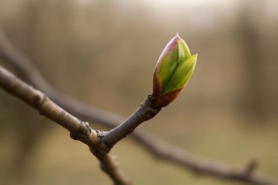 Close-up of a tree bud opening in early spring